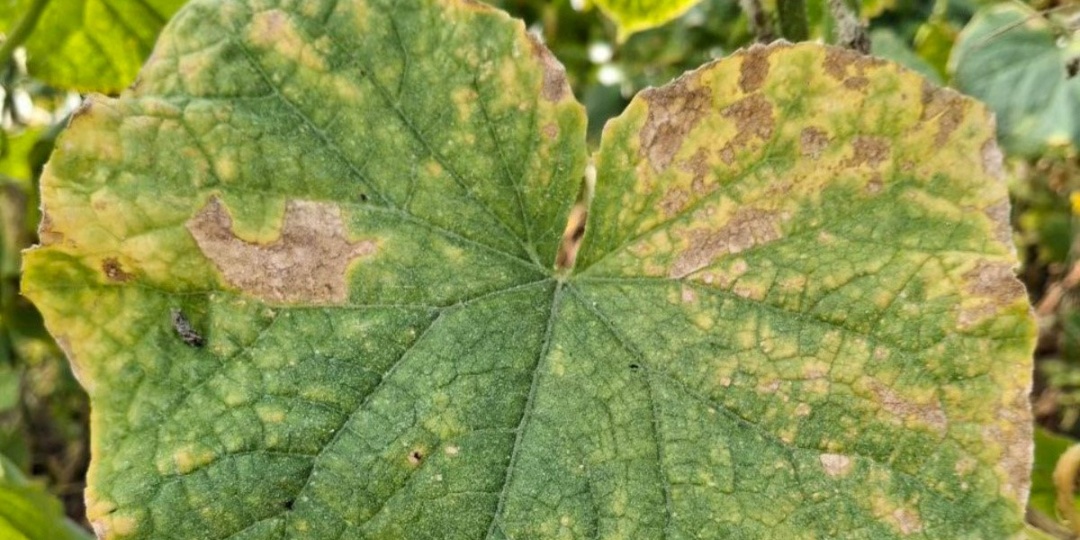 Огурцы сохнут? Это не фитофтора! Как распознать аскохитоз — тихого убийцу урожая