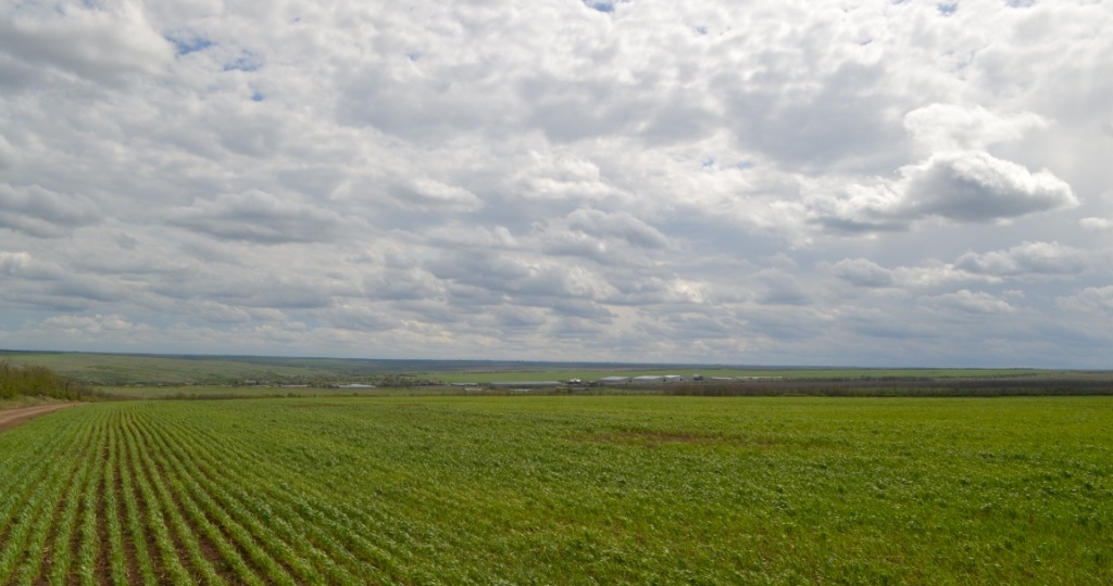 Ростовские аграрии получили всходы озимых на 99,6% посевных площадей