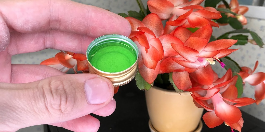 Декабрист в цвету: 7 правил ухода, чтобы бутоны не опали и цветение длилось месяц