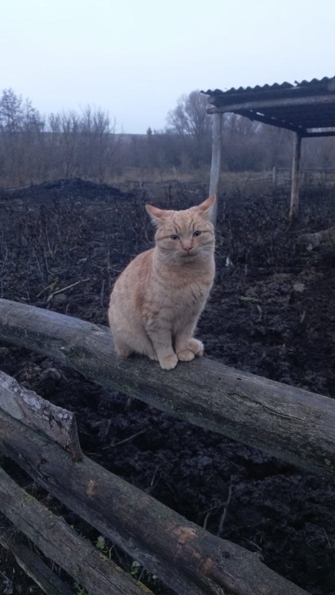 Котикам в деревне хорошо