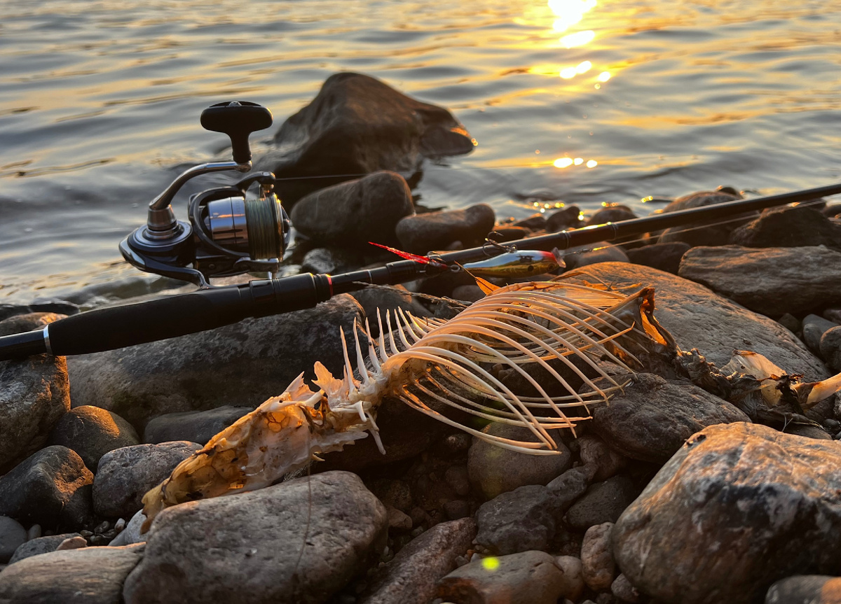 Клёв бывает вот такой.... по типу "собака сдохла"....