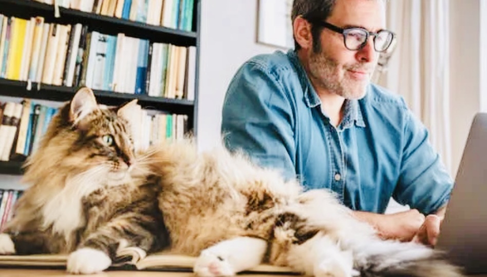 Как понять, что кошка тебя уважает? Признаки кошачьего "уважения"