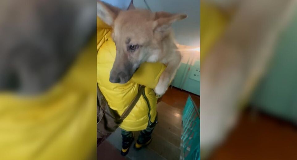 Во Владимире нашли собаку, похищенную у волонтеров в Москве