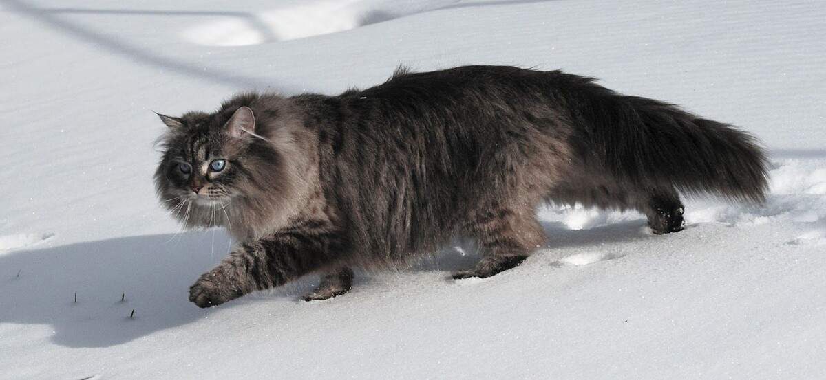 Сибирская кошка