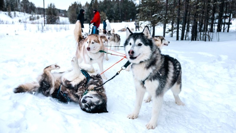   Югорчан приглашают весело провести новогодние каникулы