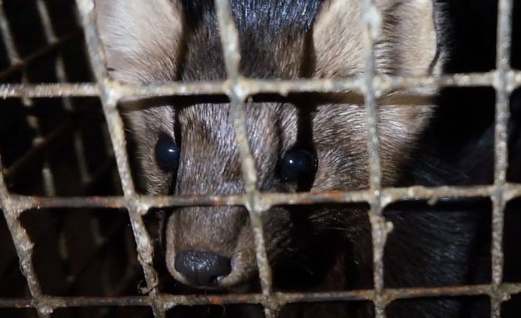 Кадры из фильма «Цена меха».📷    Звероводство на перепутье. Фильм «Цена меха» высветил шокирующую жестокость
