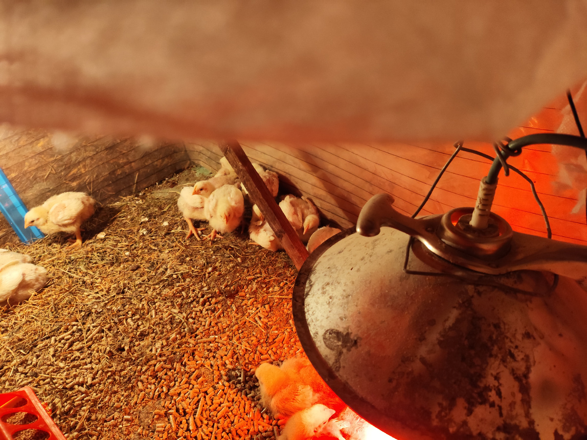 Остальные кучкуются по углам и 