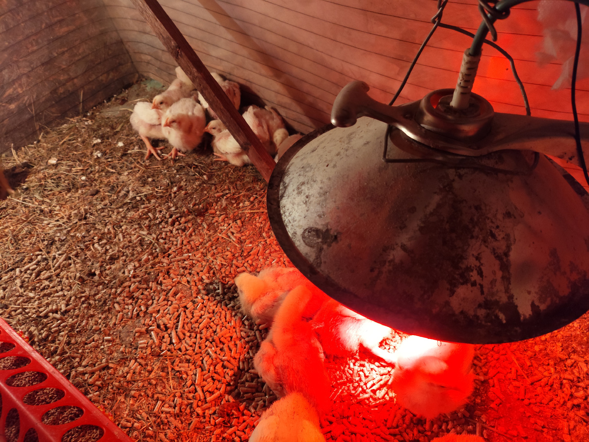 Потом начали постепенно под обычную лампу перебираться