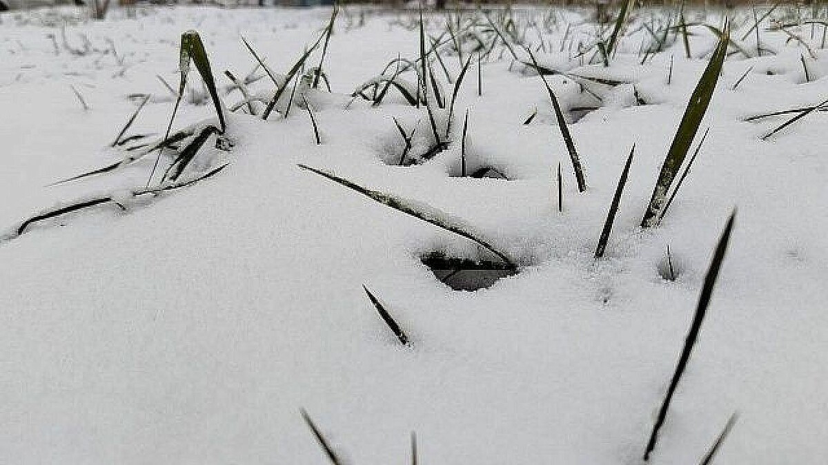    Фото: телеканал «Краснодар»