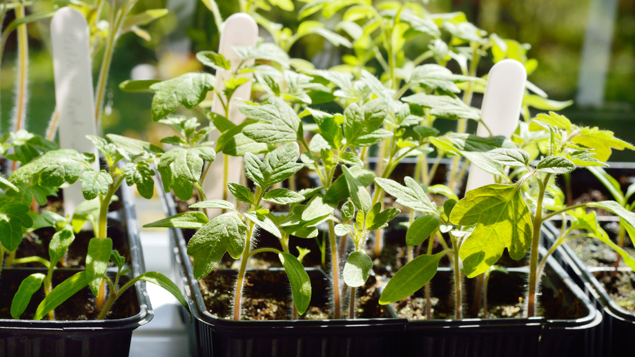 Рассада томатов