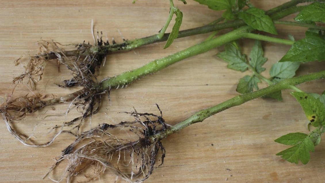 Подгнивающие корни томатов