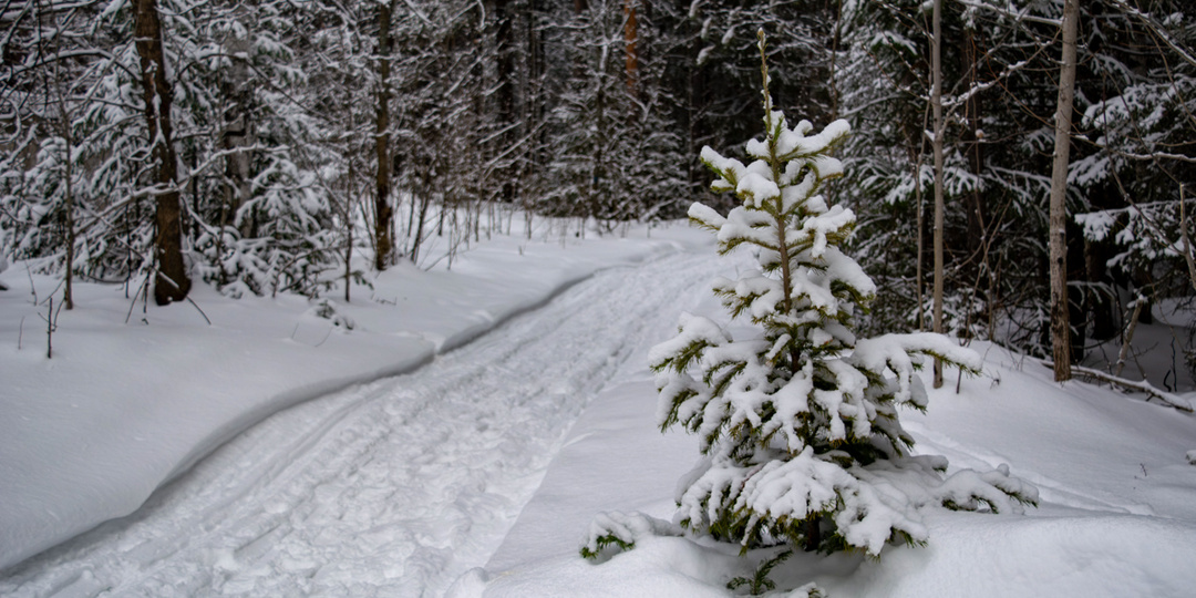 В Перми нашли живыми всех свердловских туристов, пропавших на горе Ослянка