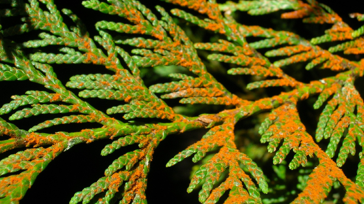 ржавчина туи