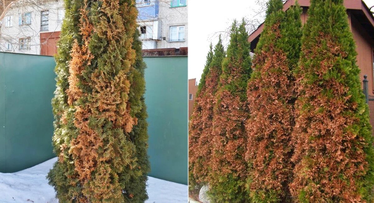 Весенний ожог