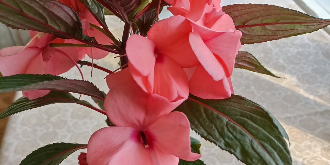 ,,Когда мне стукнуло 70,,