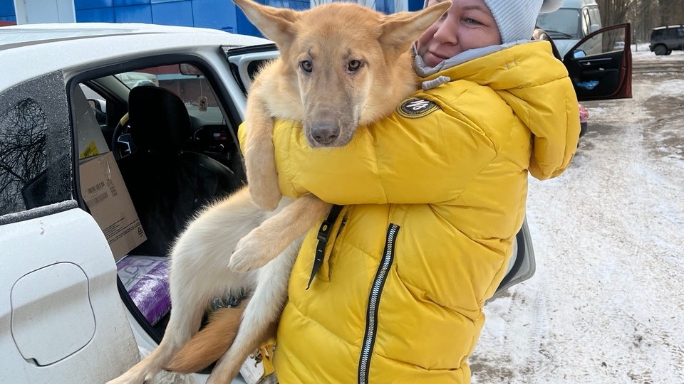 😱 Похищение собаки из приюта. Бред или реальность?