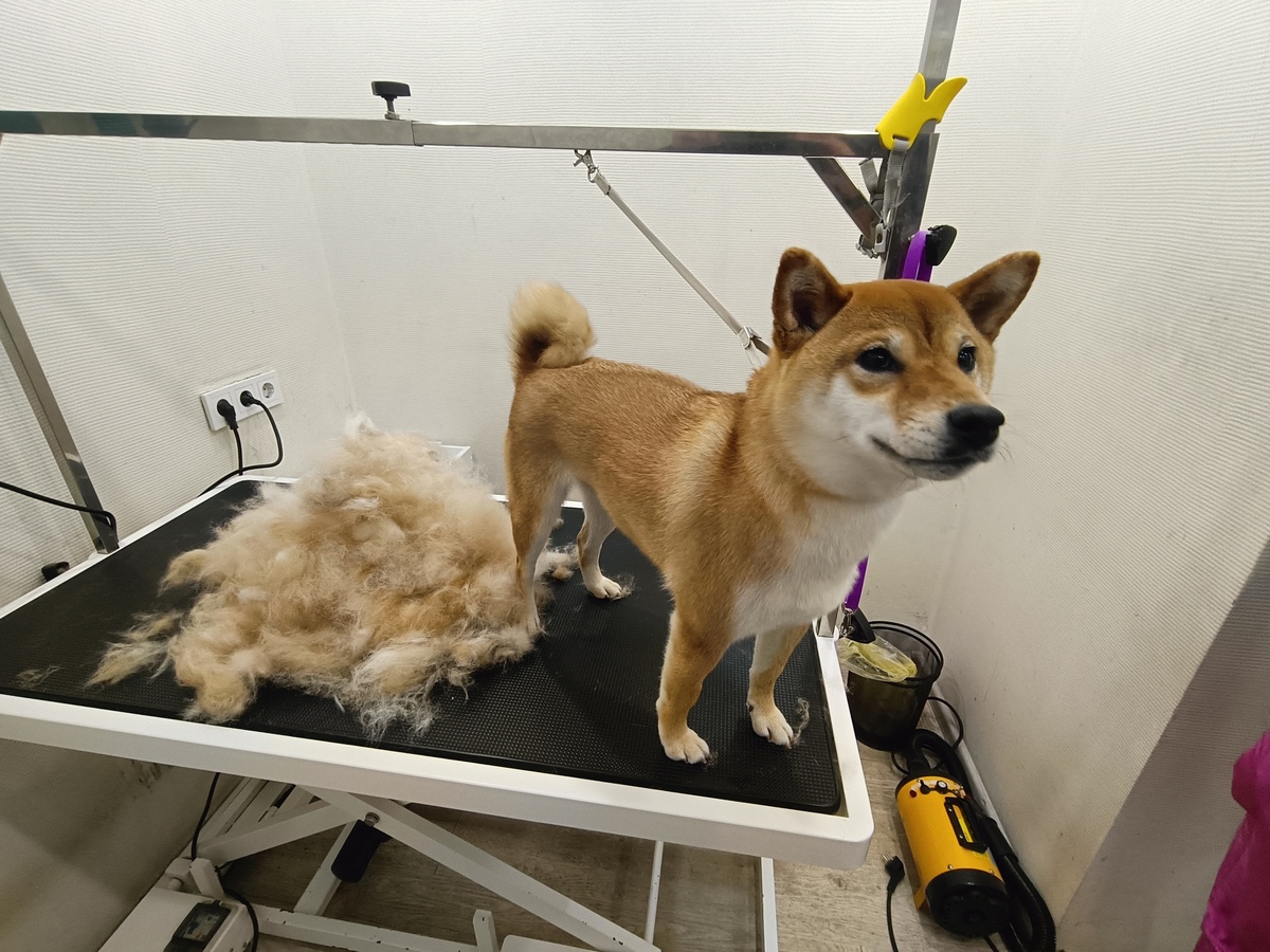    фото: © Евгений Белянчиков, Столица на Онего