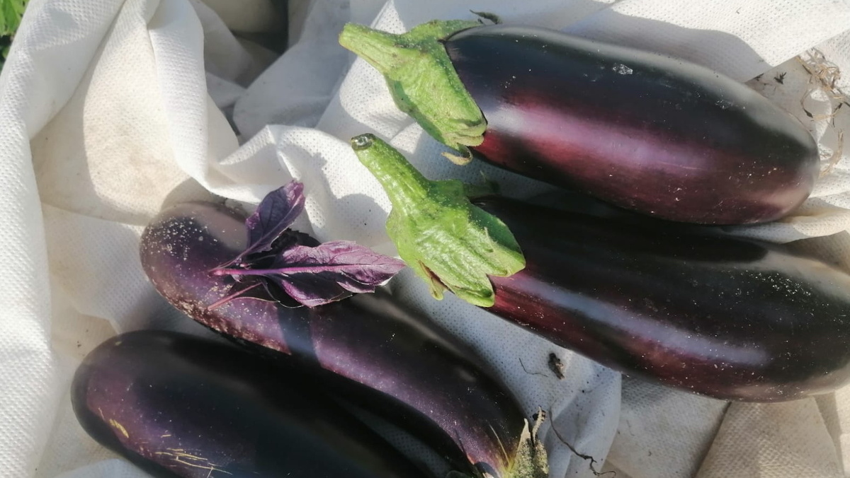 Результат исправления критических ошибок - с горстки плодов до полноценного урожая