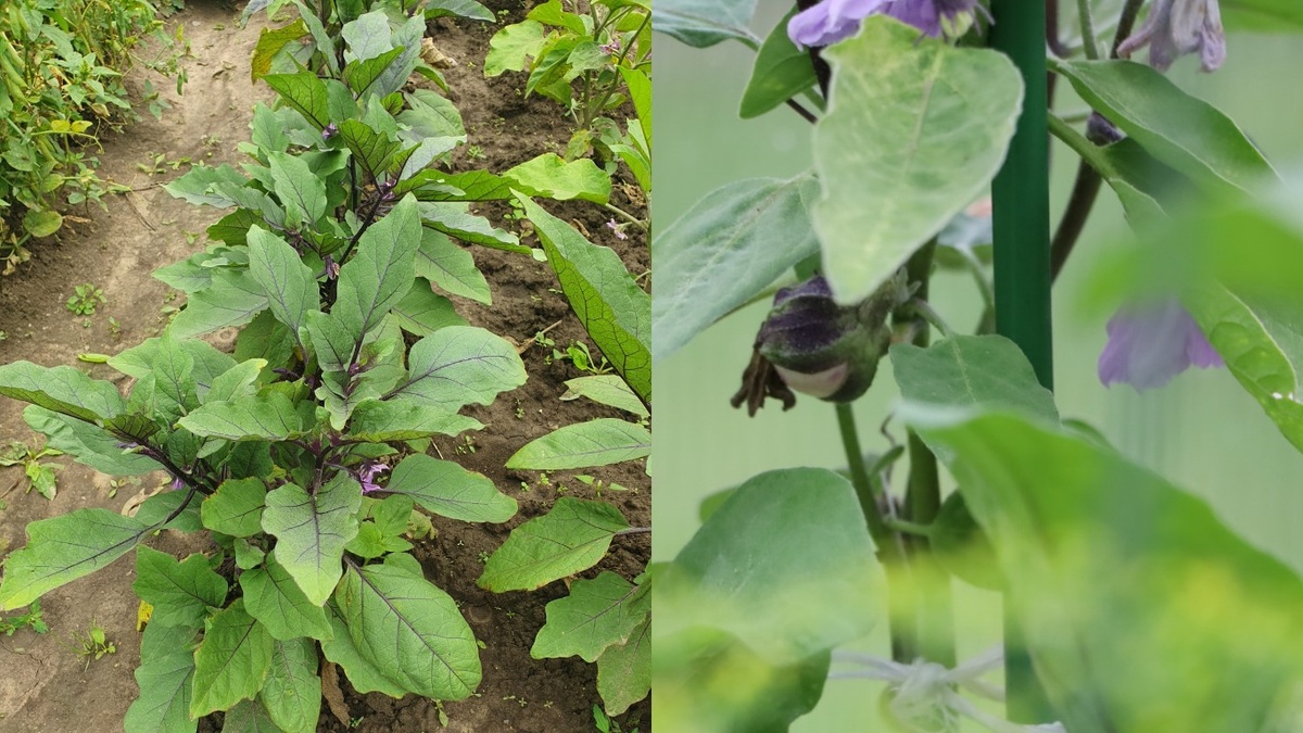 Результат правильного полива и подкормок - завязи держатся крепко и активно развиваются