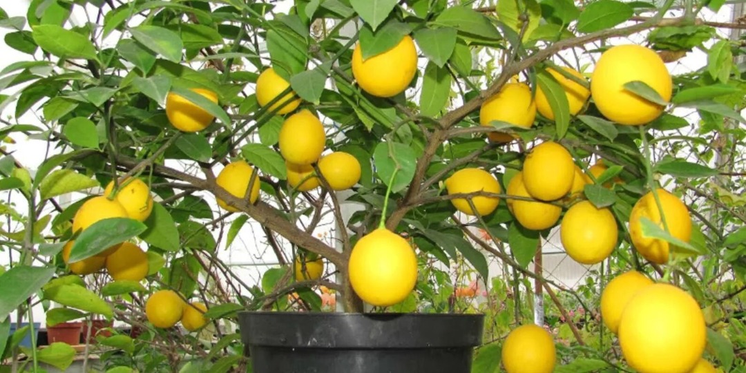 Спасаем комнатный лимон: пособие для заботливого хозяина