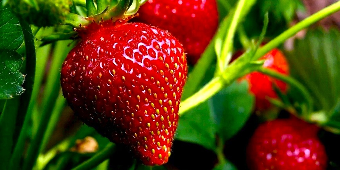 Посадите три типа клубники — и ешьте ягоды всё лето! Секрет умной грядки