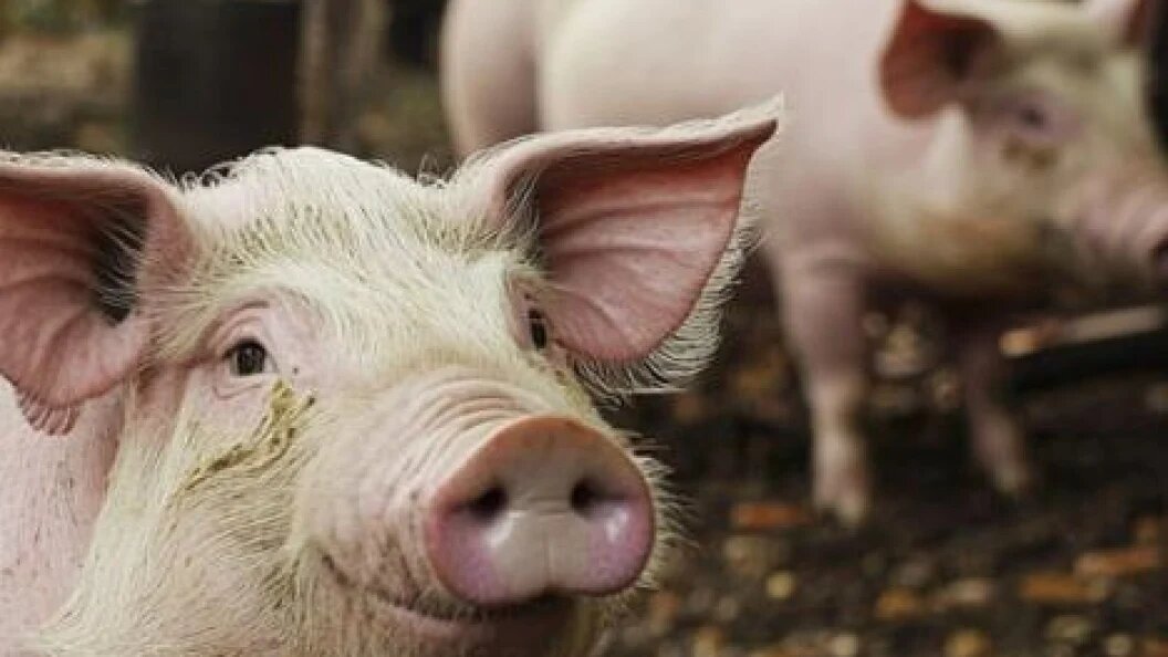    Фото: globallookpress.com