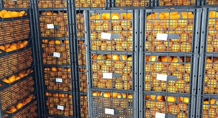    Фото: ФГБУ ЦОК АПК