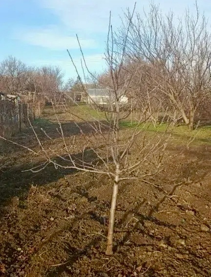    Фото из архива ФГБУ Россельхозцентр Веселовские вести