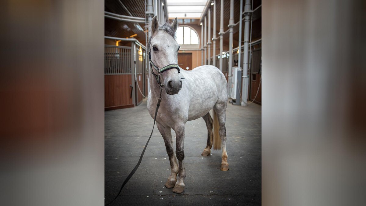   Фото: ГМЗ "Царское Село"