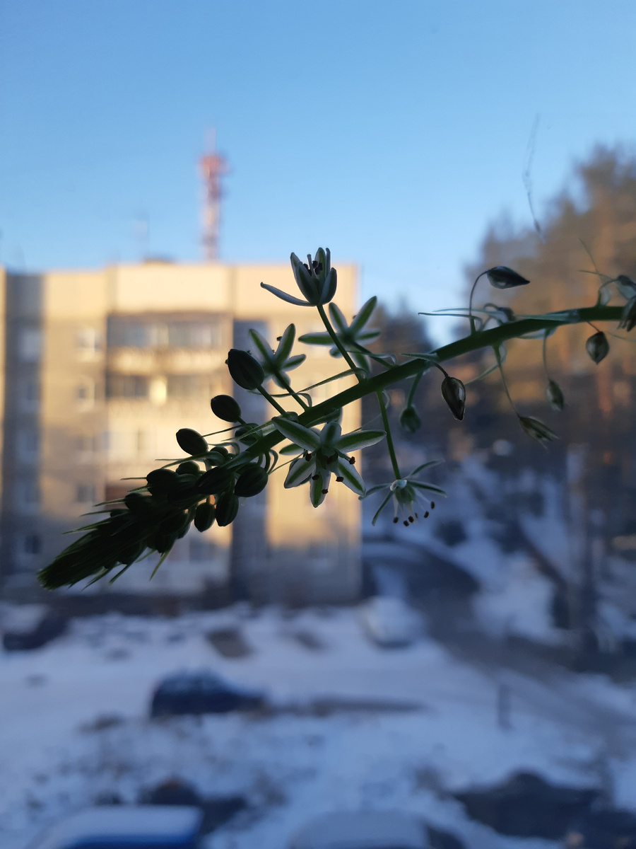 Птицемлечник или индийский лук.