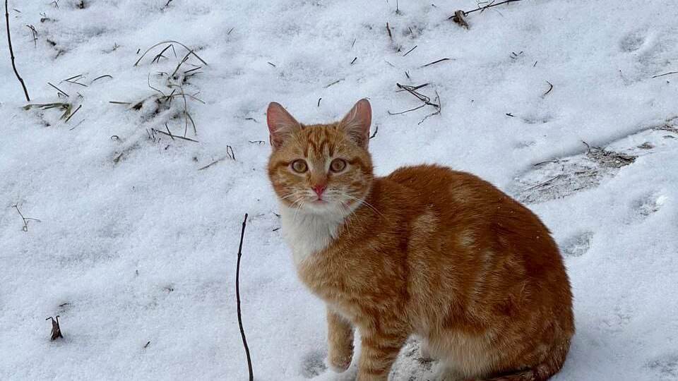 Мандарин и Абрикос – два братика, которые очень-очень хотят снова стать домашними