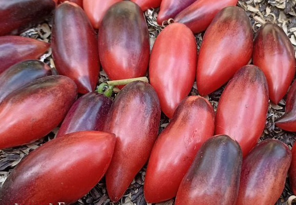 Томат Сливка гурман 