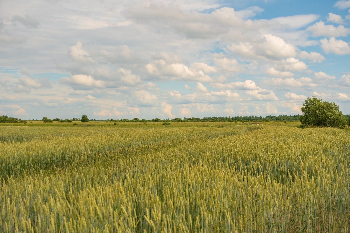 родимое поле