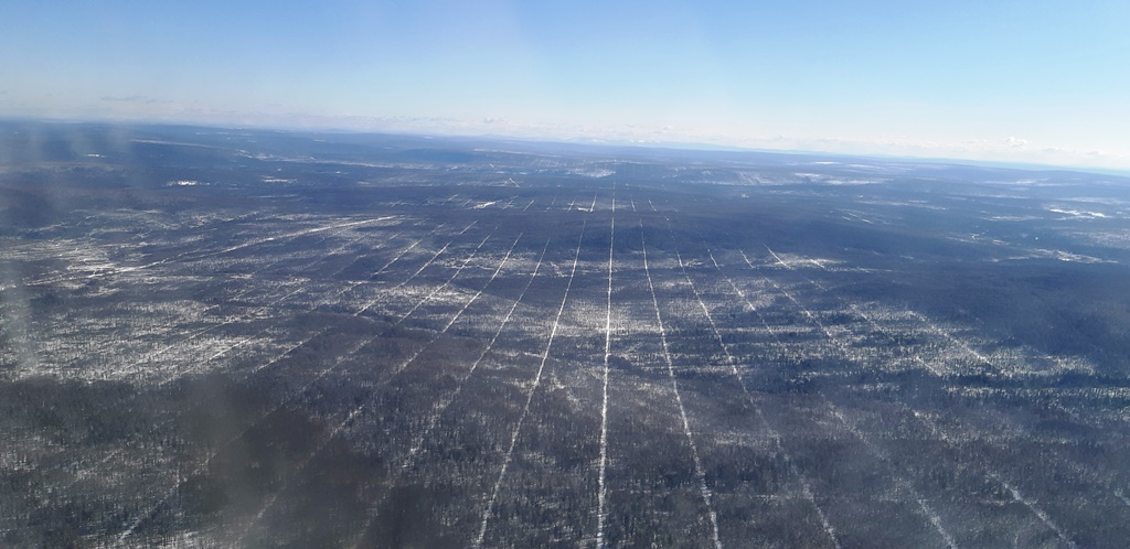 Тайга Сибири расчерчена в идеальную клетку, кто и для чего на самом деле это сделал?