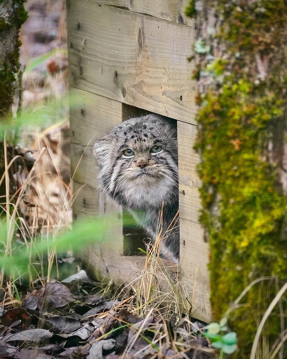    Зажировка помогает животным компенсировать энергозатраты в холодный период