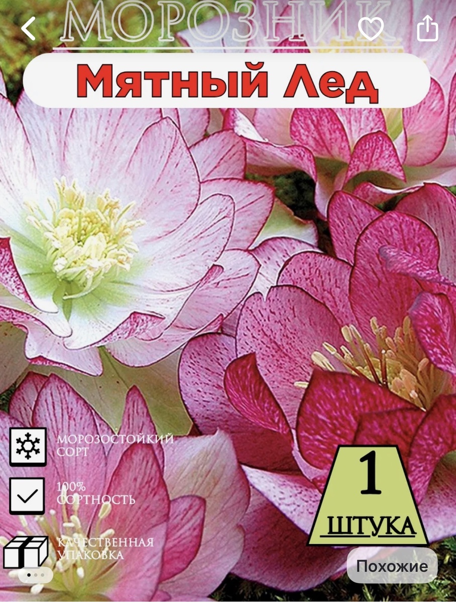 Морозники, которые я получила