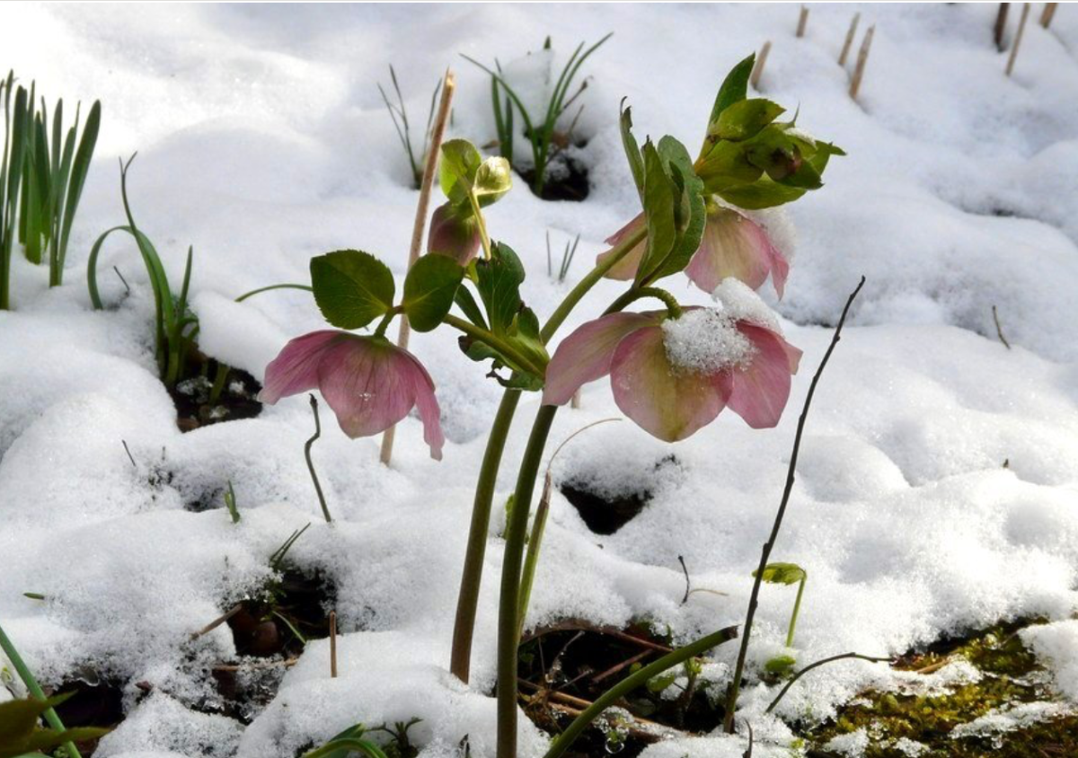 Морозники в снегу. Фото из интернета