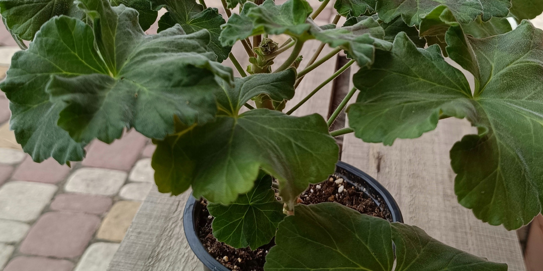 Зелёненький он был