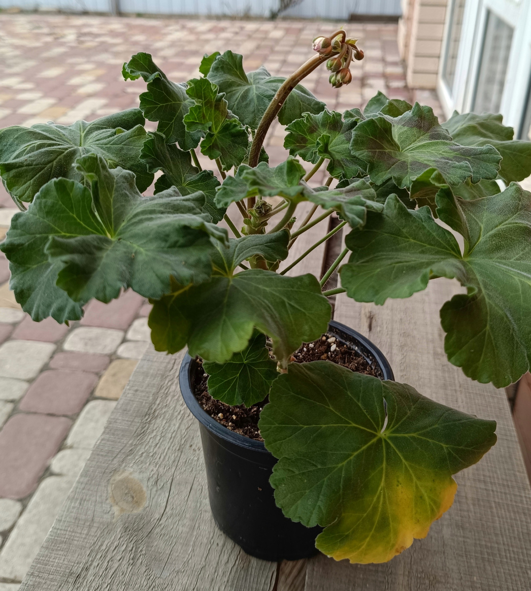 ЮВ Ред Велюр