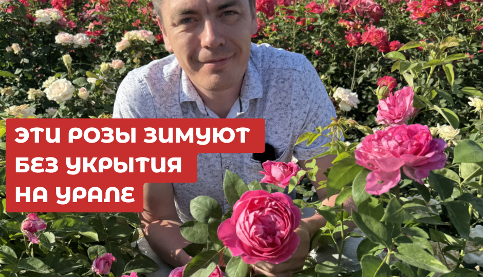 «Морозостойкие розы: 5 сортов, которые зимуют в Сибири без танцев с бубнами»