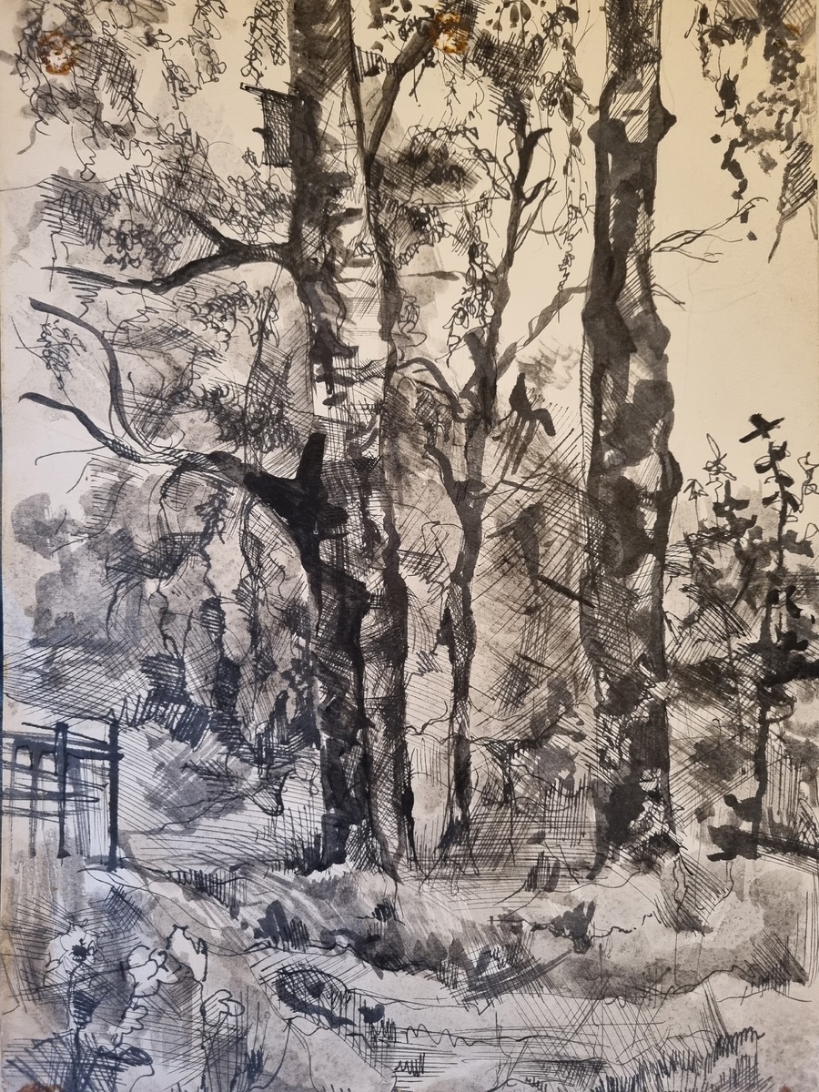 Художник Наталия Савина. Смолячково. Берёзы. Бумага, тушь, акварель, 1977