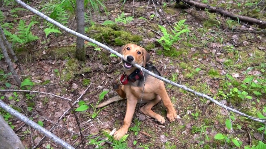Русская гончая Раскат вл. Шатров В.А.