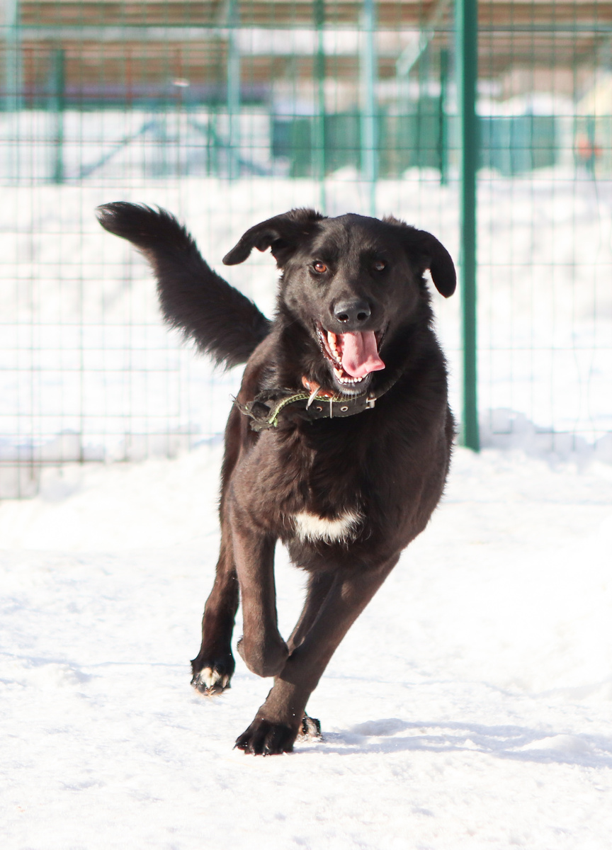 Да всё они знают, просто не любят собак вот и всё