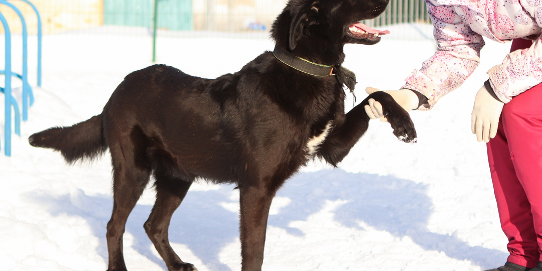 Так он, большой и добрый, пронесет крест на своем позвоночнике, пока не состарится