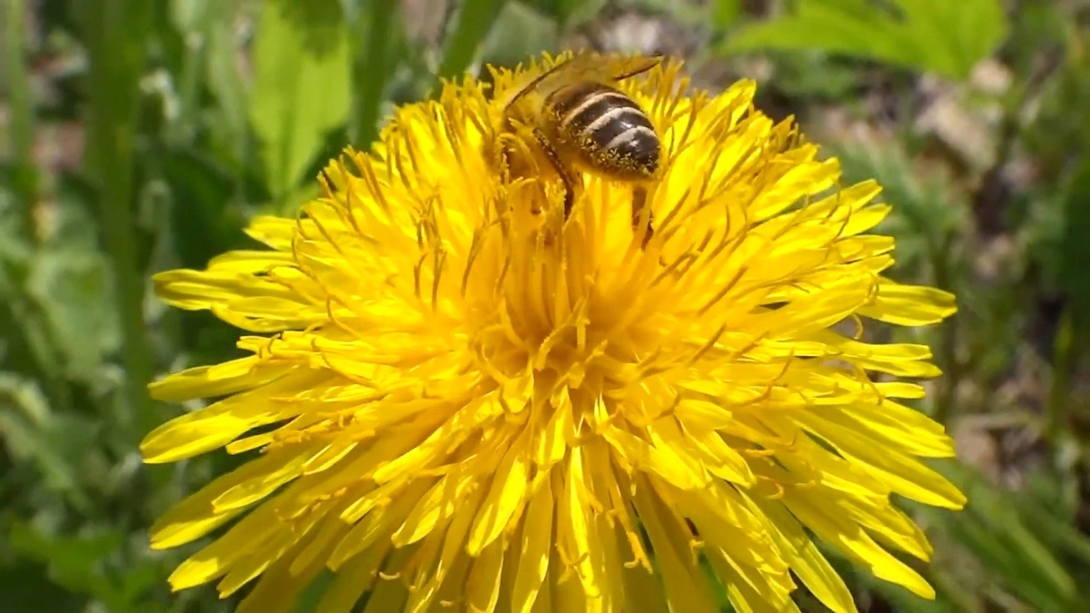 Пчела на одуванчике