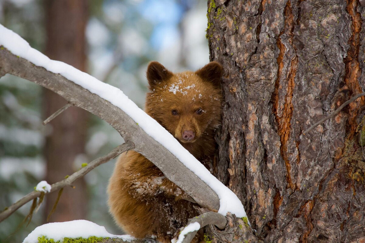    фото: Wirestock Creators/Shutterstock/Fotodom.ru