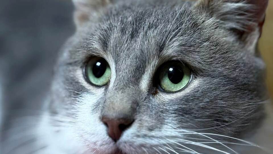 Тиша прожил на дереве два месяца. Каждый вечер он смотрел на свет в окне своей бывшей квартиры