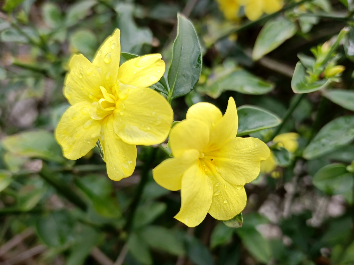 Адлер, Жасмин голоцветковый желтый, декабрь 205 года