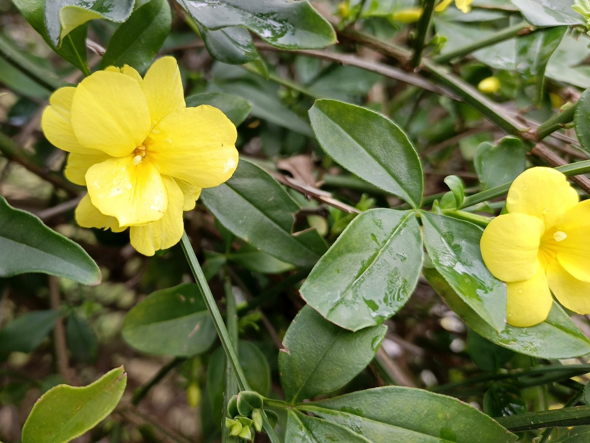 Адлер, Жасмин голоцветковый желтый, декабрь 205 года