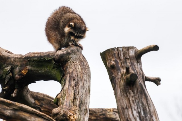   Фото из архива Калининград.Ru